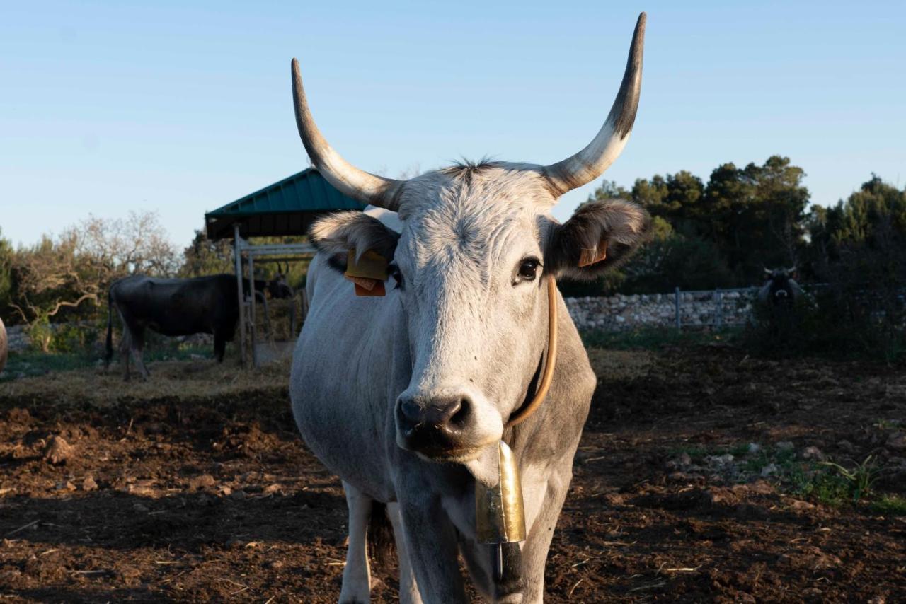 Willa Donnapaola Modern Farm Altamura Zewnętrze zdjęcie